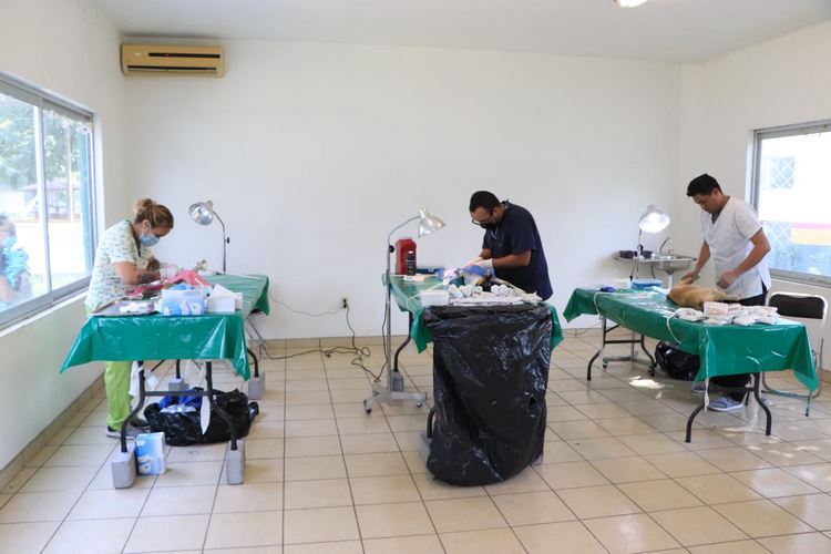 Con éxito se desarrolla campaña de esterilización