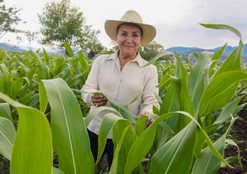 Castigo al campo mantiene en vilo la producción de maíz: Julieta Gallardo