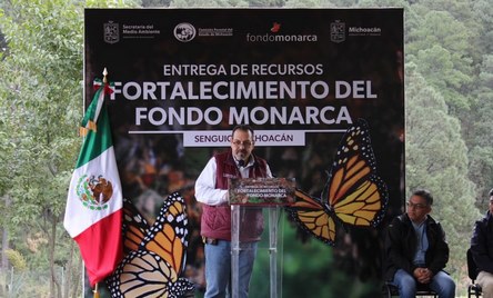 Michoacán contribuye a esfuerzo trinacional para conservación de la Monarca: Secma