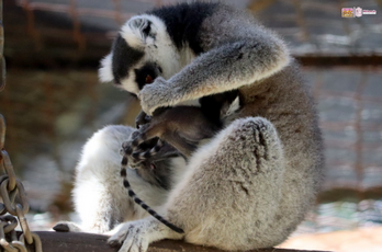 ¡Ternuritas! Nacen gemelos de lémur en el Zoo de Morelia