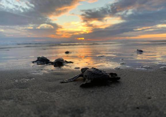 Se liberaron 2.4 millones de crías de tortuga marina en playas de Michoacán