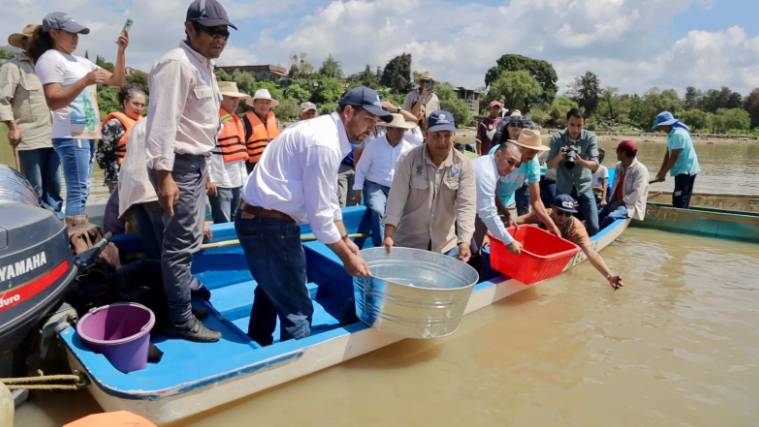 Bedolla solicitará denominación de origen del pez blanco de Pátzcuaro