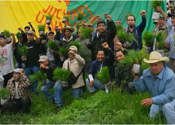 Comunidades indígenas culminan la reforestacion Nana Echeri 2025 es un tributo a la madre tierra #CSIM                                 