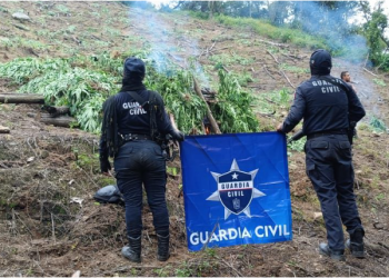En Tuzantla, SSP y Defensa incineran más de mil 820 kilogramos de marihuana