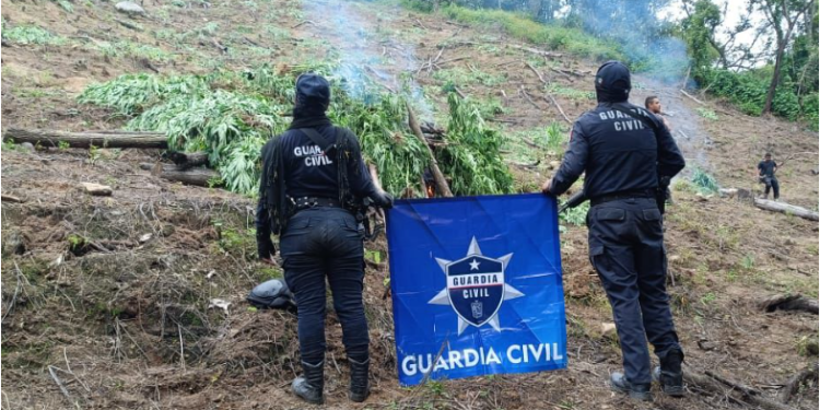 En Tuzantla, SSP y Defensa incineran más de mil 820 kilogramos de marihuana