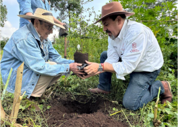 Producidos en vivero más de 400 árboles de zapote prieto para su preservación: Secma