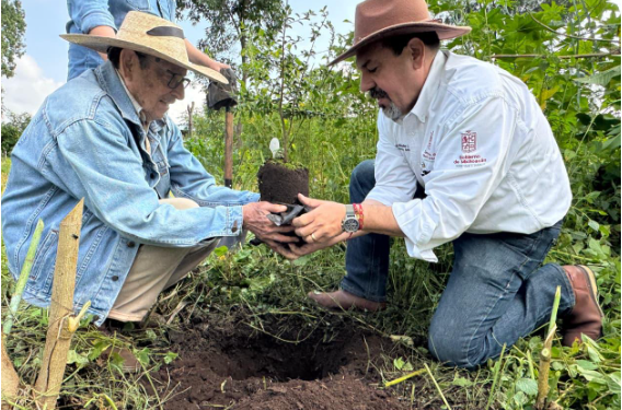 Producidos en vivero más de 400 árboles de zapote prieto para su preservación: Secma