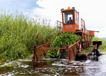 Inicia programa para rehabilitar más de 60 hectáreas del lago de Cuitzeo: Compesca