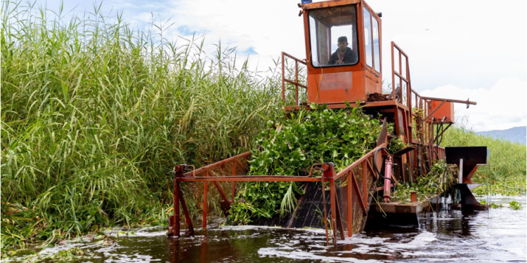 Inicia programa para rehabilitar más de 60 hectáreas del lago de Cuitzeo: Compesca