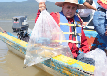Compesca libera 30 mil crías de pez blanco y acúmara en el lago de Pátzcuaro