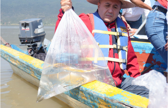 Compesca libera 30 mil crías de pez blanco y acúmara en el lago de Pátzcuaro