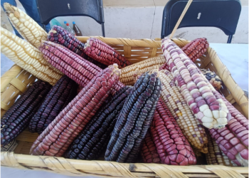 Michoacán publica mecánica operativa del apoyo complementario al precio del maíz