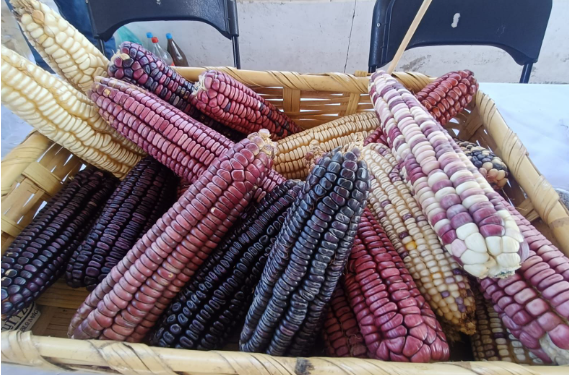 Michoacán publica mecánica operativa del apoyo complementario al precio del maíz