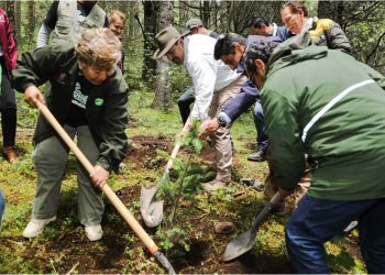 Reforestadas más de 2 mil hectáreas en la Reserva de la Biosfera de la Mariposa Monarca