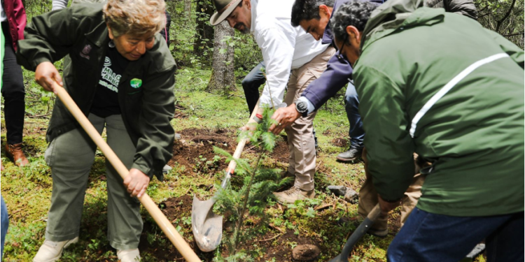 Reforestadas más de 2 mil hectáreas en la Reserva de la Biosfera de la Mariposa Monarca