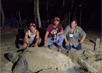 Llegan primeras tortugas laúd a la costa de Michoacán