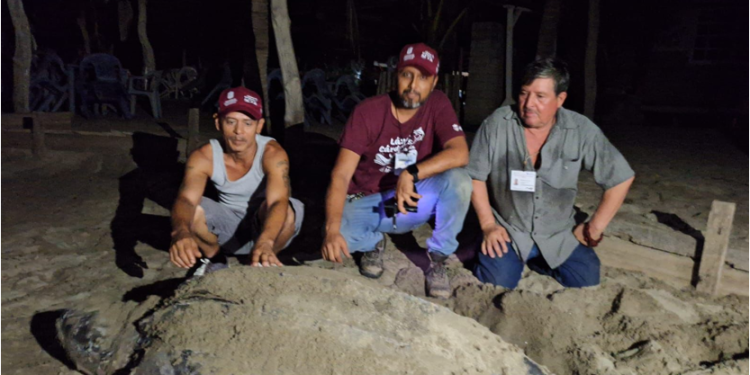 Llegan primeras tortugas laúd a la costa de Michoacán
