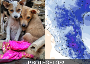 Una masa de aire ártica se internó esta mañana en México y provocará temperaturas muy frías en las próximas horas, por lo que es importante resguardar a tus mascotas.