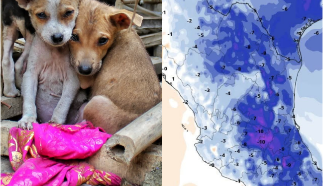 Una masa de aire ártica se internó esta mañana en México y provocará temperaturas muy frías en las próximas horas, por lo que es importante resguardar a tus mascotas.