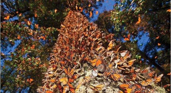 Llegó la primera Mariposa Monarca con transmisor satelital a Michoacán: Sectur