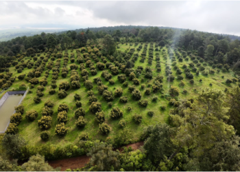 Michoacán expondrá avances del Guardián Forestal en Brasil: Secma