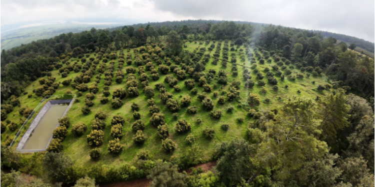 Michoacán expondrá avances del Guardián Forestal en Brasil: Secma