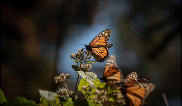 Turismo responsable, motor económico para comunidades guardianas de la Monarca