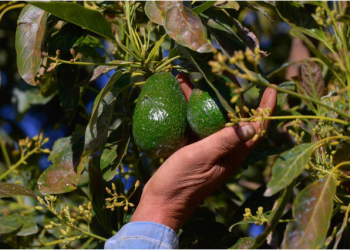 Más de 10 mil productores agropecuarios beneficiados con Plan Michoacán