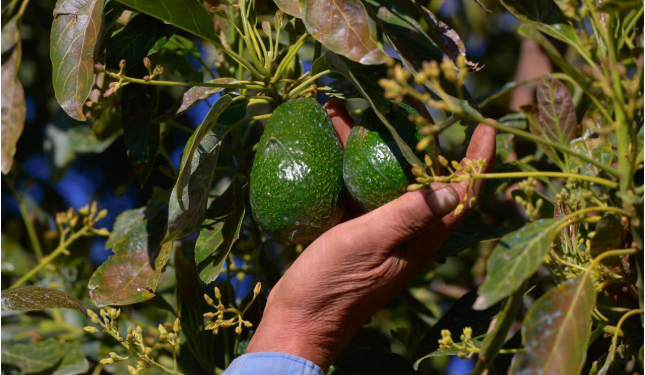 Más de 10 mil productores agropecuarios beneficiados con Plan Michoacán