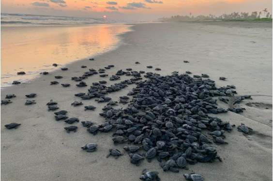 Campamentos tortugueros liberan más de 500 mil crías en un mes: Compesca