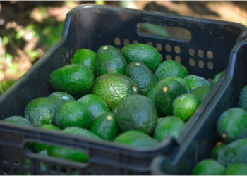 Costco EUA se suma a la venta de aguacate libre de deforestación