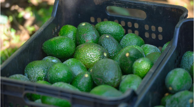 Costco EUA se suma a la venta de aguacate libre de deforestación