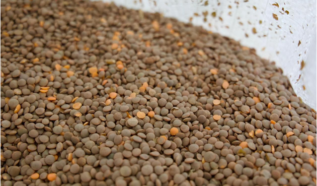 Lenteja michoacana se venderá en 25 mil tiendas del Bienestar en todo el país: Sader