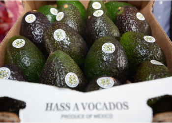 Michoacán avanza hacia la Indicación Geográfica del Aguacate para 2026: Sedeco