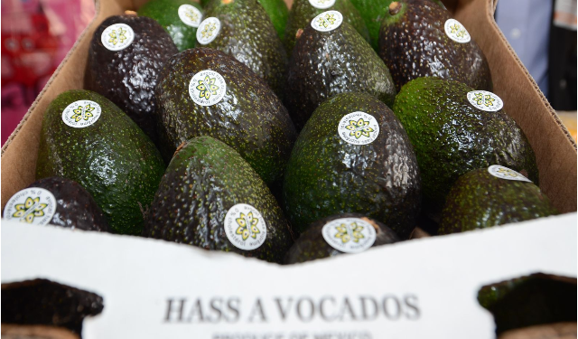 Michoacán avanza hacia la Indicación Geográfica del Aguacate para 2026: Sedeco