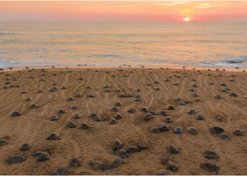 Descubre el santuario de las tortugas marinas en la Costa Michoacana y sé testigo de su nacimiento