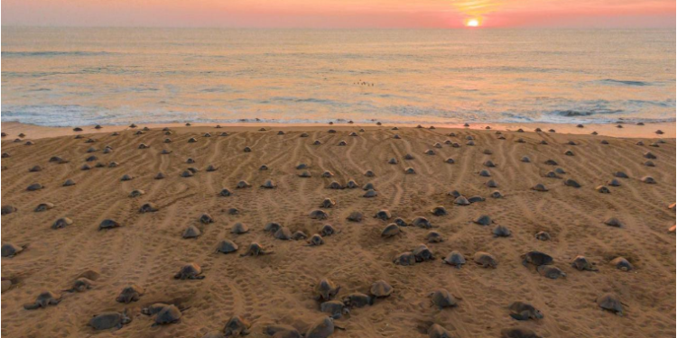 Descubre el santuario de las tortugas marinas en la Costa Michoacana y sé testigo de su nacimiento