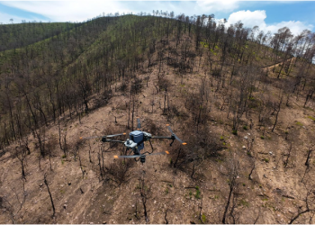 Bosques se fortalecieron con 360 mil semillas dispersadas vía dron en reforestación 2025: Cofom