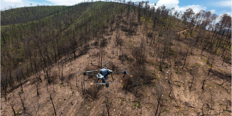 Bosques se fortalecieron con 360 mil semillas dispersadas vía dron en reforestación 2025: Cofom