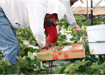 Michoacán se reafirma como líder agroexportador; registró 1,289 mdd en el tercer trimestre