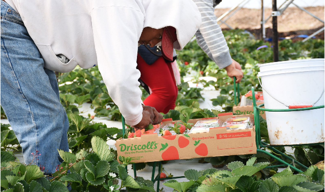 Michoacán se reafirma como líder agroexportador; registró 1,289 mdd en el tercer trimestre