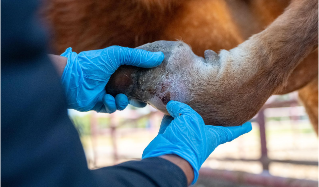 Detectan primer caso aislado de gusano barrenador en Villa Madero: Sader