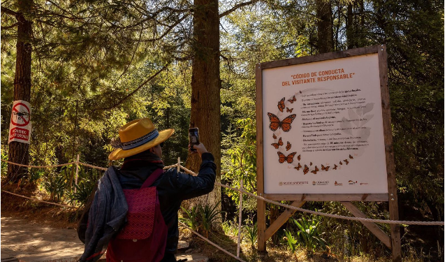 Enero y febrero, los mejores meses para vivir la magia de la Monarca en Michoacán: Sectur