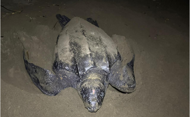 Michoacán se consolida como santuario de la tortuga laúd; suman 100 nidos protegidos