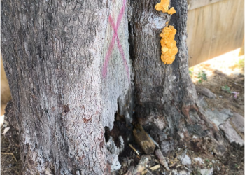 Retiran árboles secos para evitar riesgos en la Plazuela del Santuario de Pátzcuaro