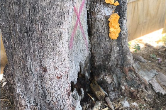 Retiran árboles secos para evitar riesgos en la Plazuela del Santuario de Pátzcuaro