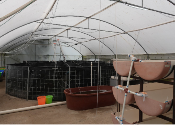 Michoacán busca sembrar vida con 200 mil peces nativos en el lago de Pátzcuaro