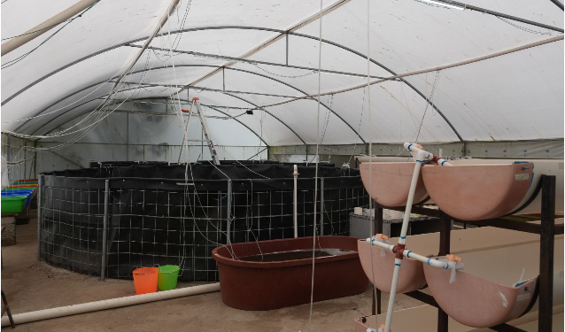 Michoacán busca sembrar vida con 200 mil peces nativos en el lago de Pátzcuaro