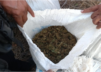 Asegurados 53 kg de marihuana en Huetamo: SSP
