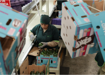 Aguacate michoacano llegará al Super Bowl con sello ambiental